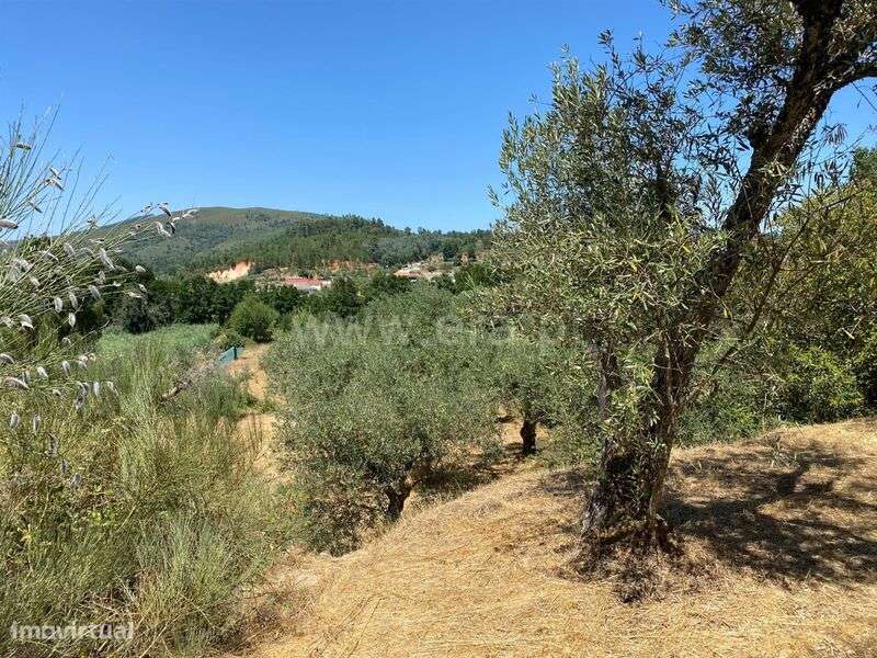 Terreno Rústico / Fundão, Castelejo - Grande imagem: 3/4