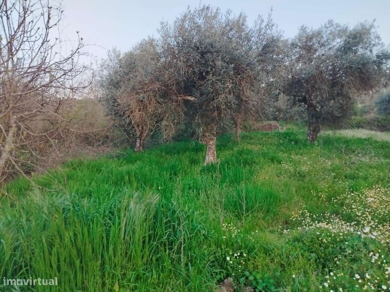 Terreno rustico em Dominga loba Peraboa-6