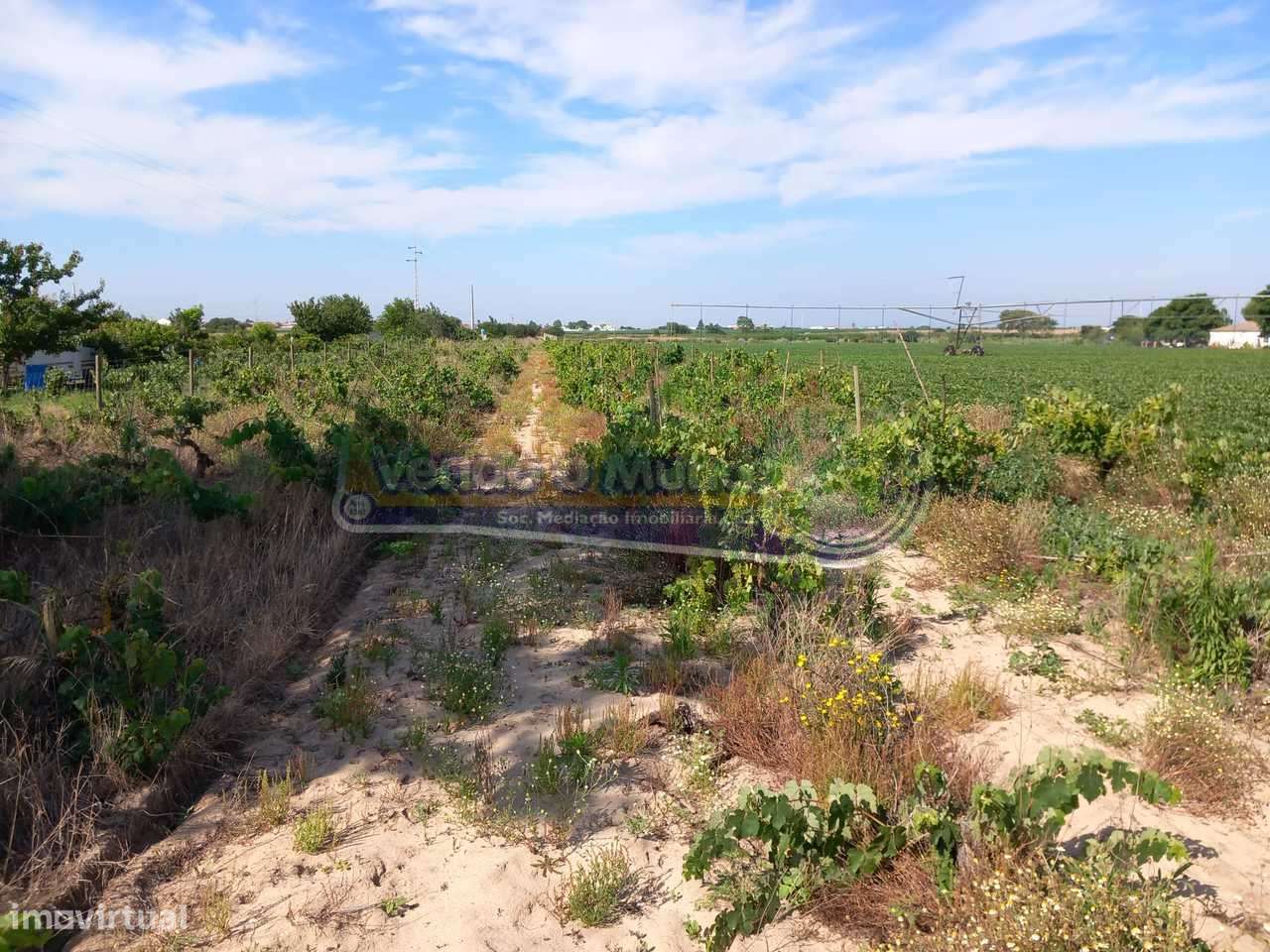 Terreno em Benfica do Ribatejo (BR029) - Grande imagem: 2/2