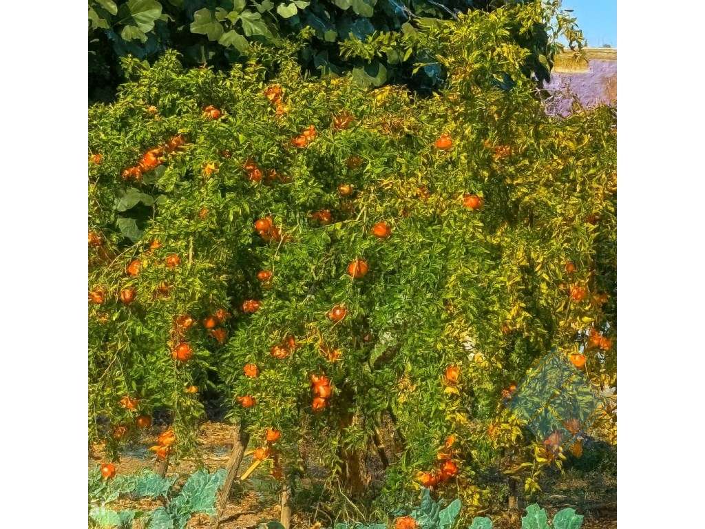 Monte Alentejano com Piscina, Vinha e Árvores de Fruto-6