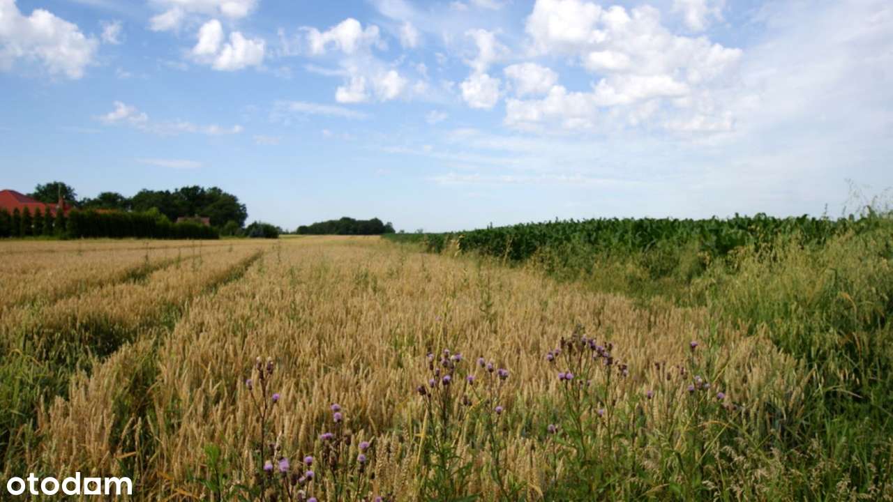 Działka siedliskowa Mokronos Górny, MPZP-1