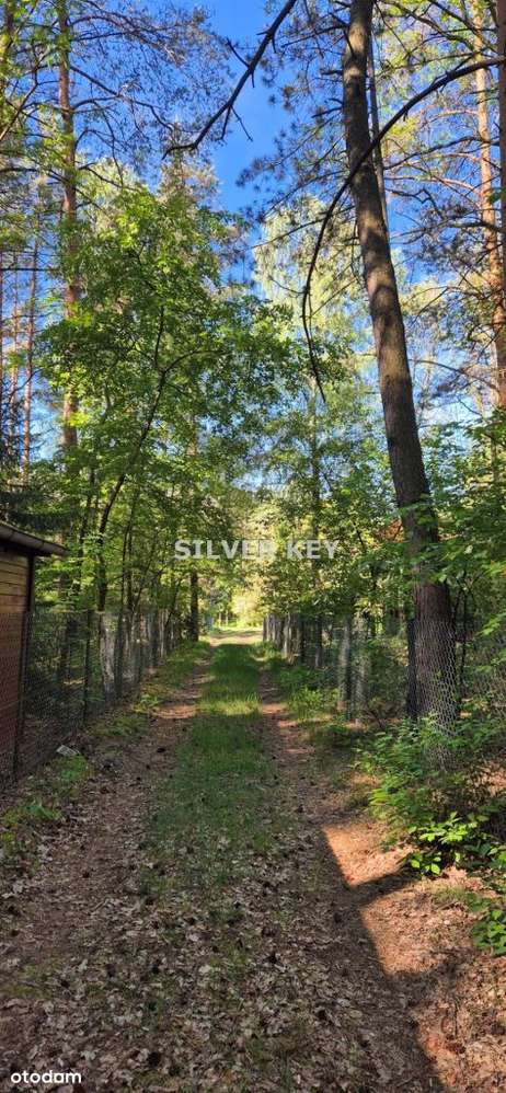 działka w lesie/2293m2/25 minut od Łodzi-4