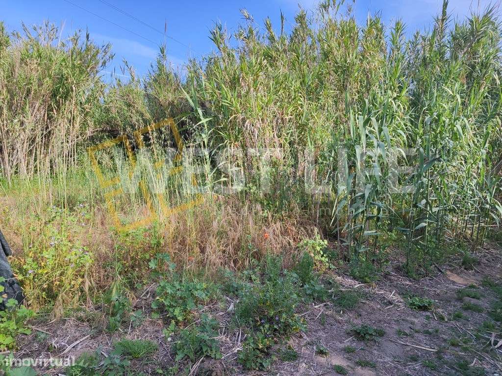 Terreno Rustico - Agrícola de 2560m2 - localização harmoniosa e boa... - Grande imagem: 5/15