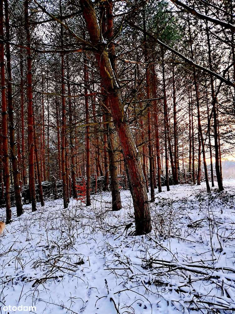 3100m2 działka z WZ, prąd i droga powiatowa, 18 km od Olsztyna - Pełny obrazek: 4/9