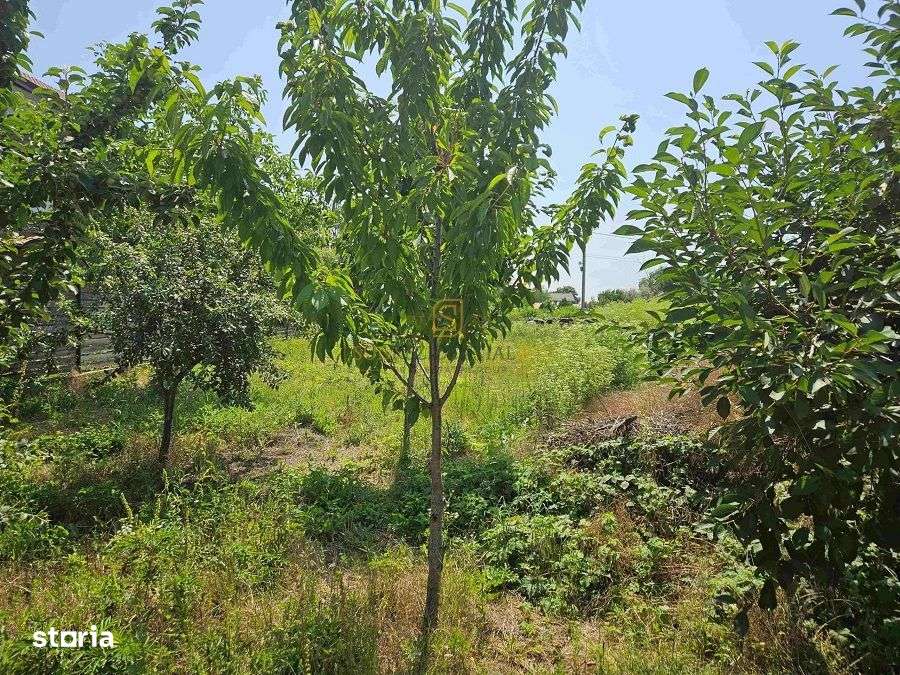 Teren de vanzare, 561 mp, strada Cetatea Alba, Mamina, Comuna Berceni - Imagine principală: 5/12