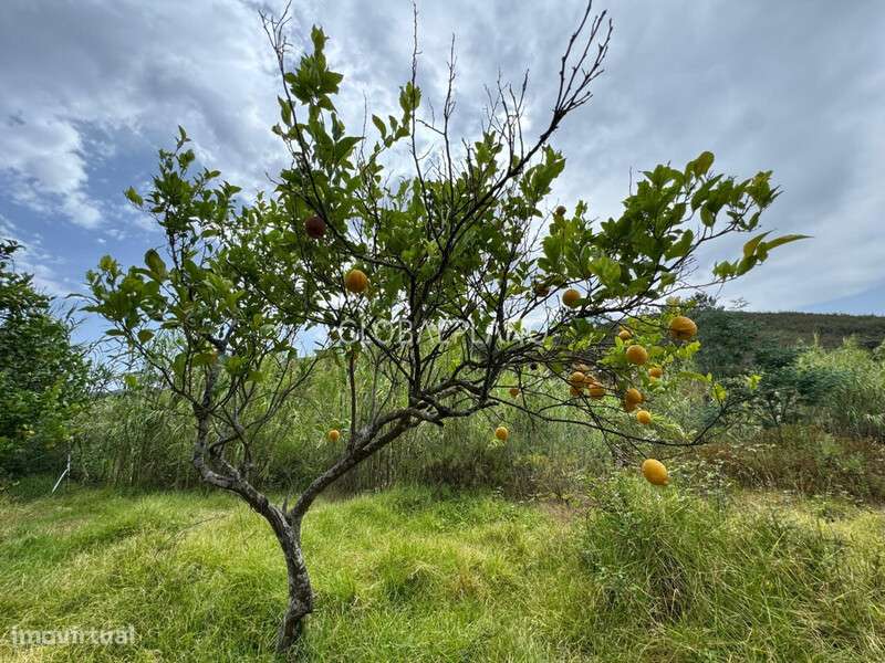 Terreno Rústico - Grande imagem: 4/13