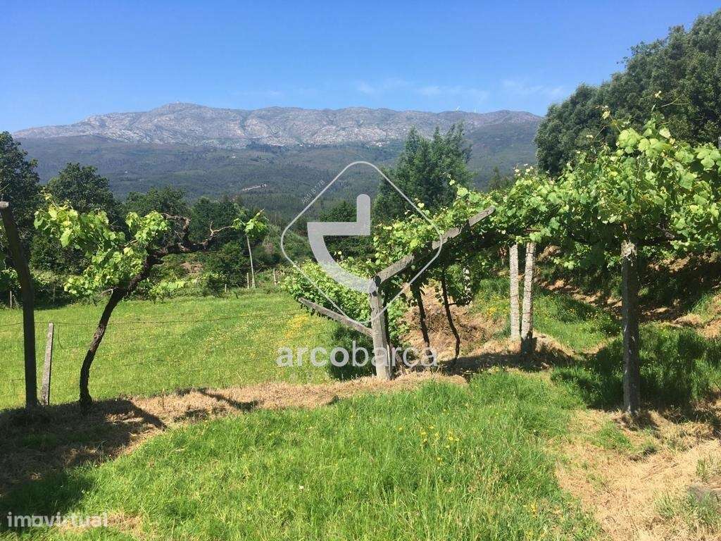 Quintinha ruinas p/restauro com 2520m2 - Moreira Lima - Ponte de Lima-30