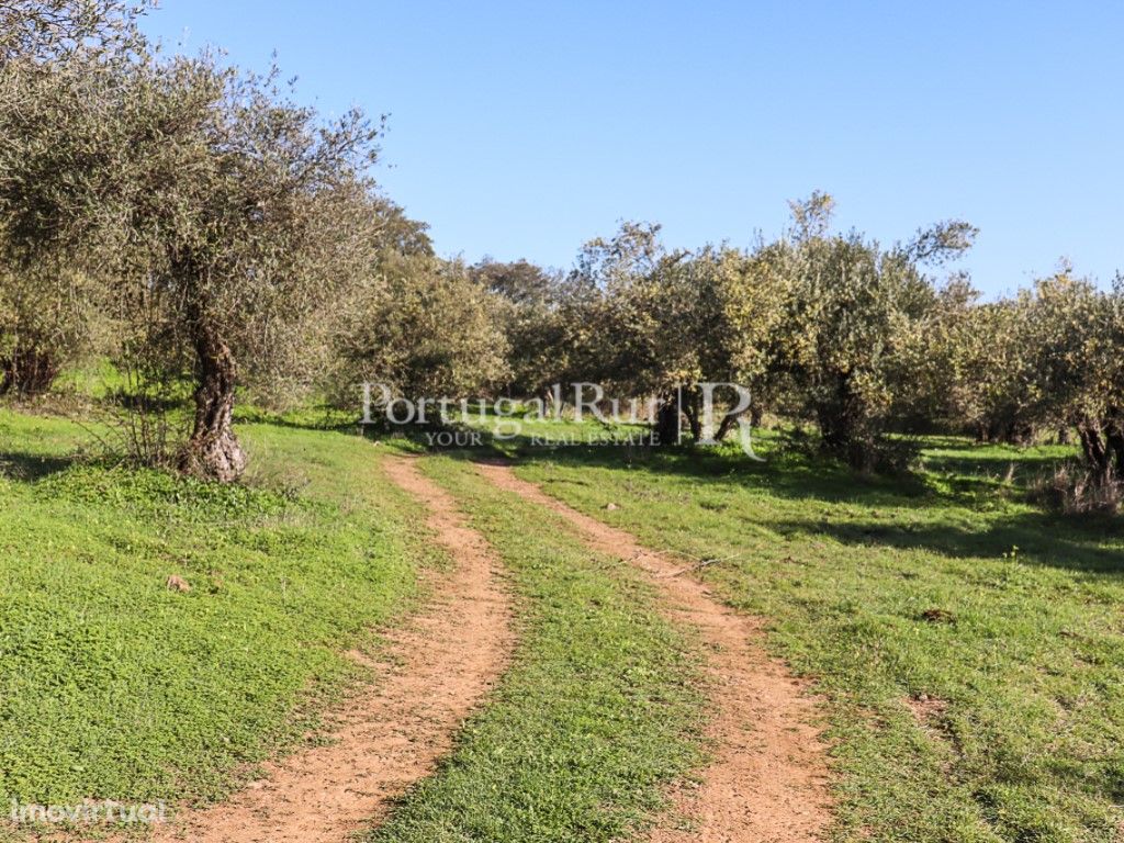 Terreno com uma área total 1ha - Alandroal