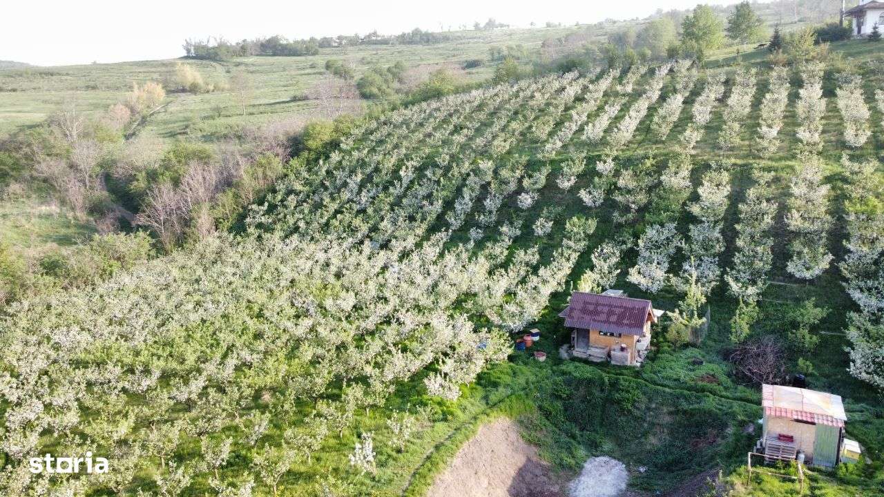 Hala - Spatiu Comercial - Livada , Sat Ciuturesti - Com. Secuieni-8