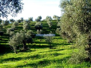88ha c/ Olival, Cortiça, Floresta e terra p/ novas plantações. Port... - Grande imagem: 5/9