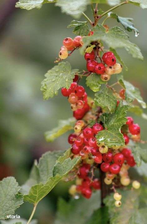 Viseaza, construieste, culege: Livada Paradisului – De Vanzare - Imagine principală: 2/19