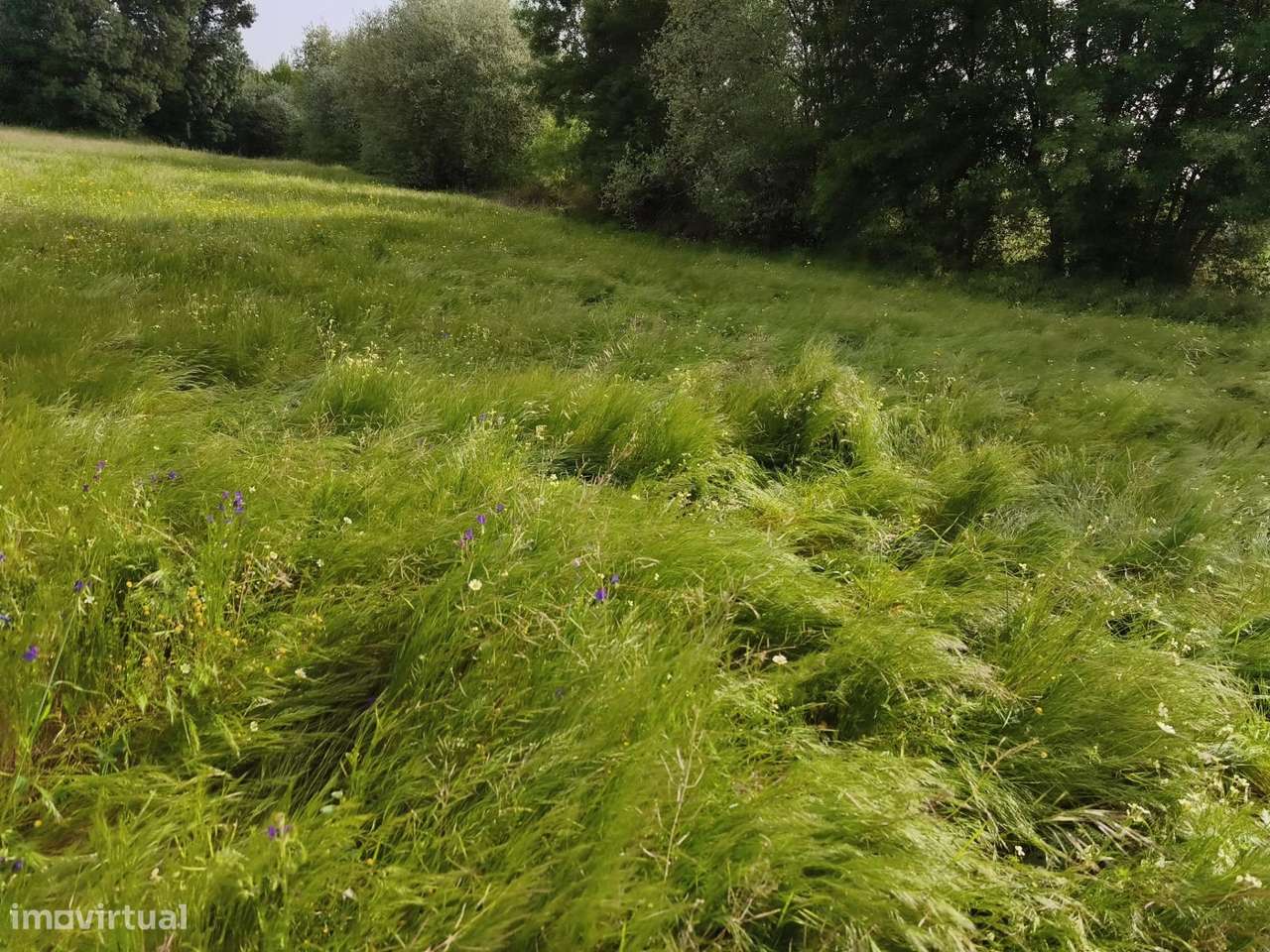 Terreno rustico em castanheira de baixo Peraboa-7