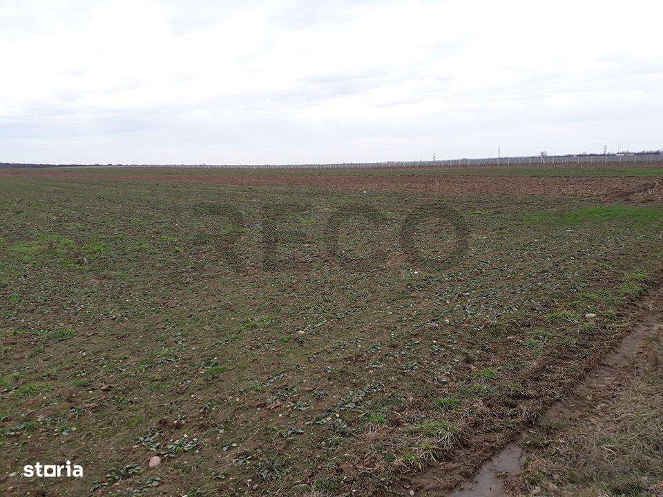 RECO Teren in Santandrei 29 100mp-0