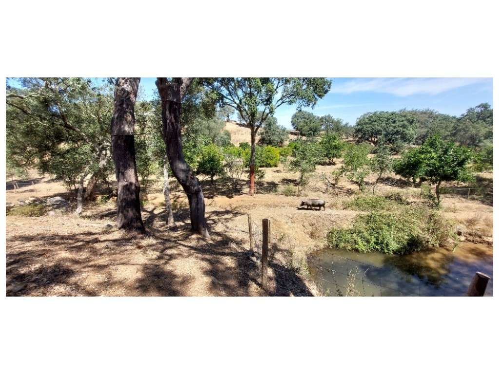 HERDADE 92 ha l Colos-56