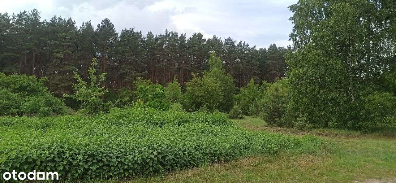 Toruń - dwie działki po ok 1250m2 z MPZP !!! - Pełny obrazek: 4/17