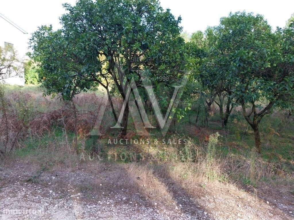 Terrenos Rústicos - ILHA - POMBAL | LEILÃO ELECTRÓNICO | FIM 25*FEV - Grande imagem: 3/5