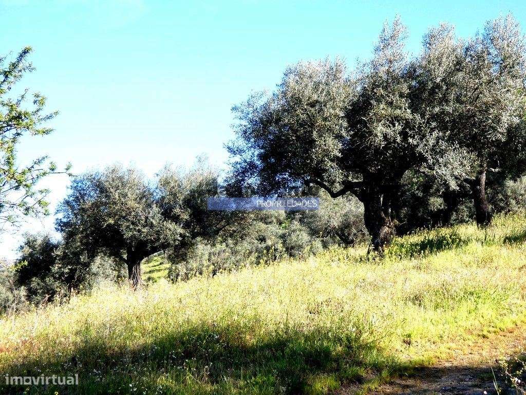 200.000m2 Propriedade com Olival, em Barca DAlva. Portugal, Guarda,... - Grande imagem: 5/9