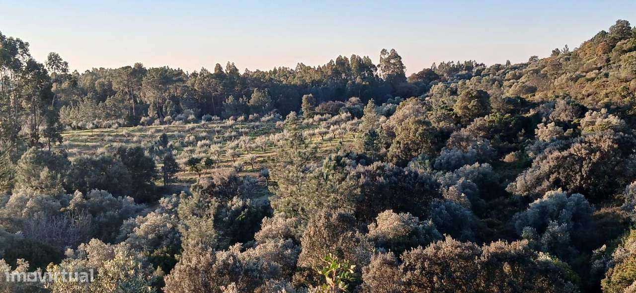 Terreno rústico ideal para olival - Fátima - Grande imagem: 2/13