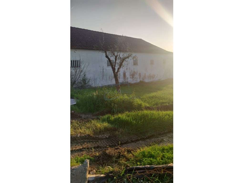 Lagar de Azeite- Lamarosa - Grande imagem: 5/13