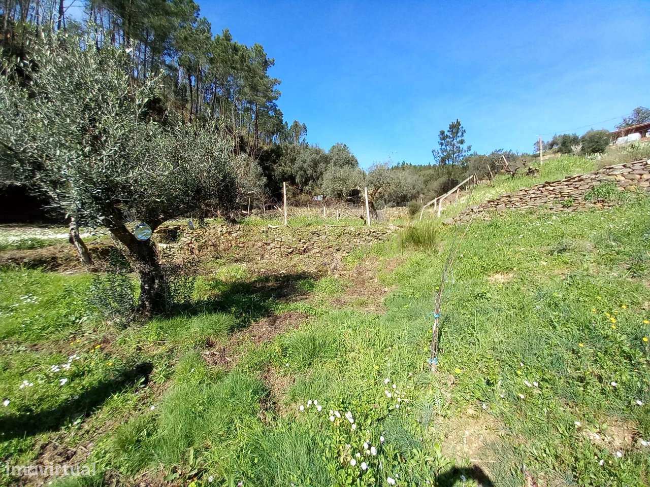 Terreno para Recuperação em Sarzedas, Castelo Branco - Grande imagem: 5/28