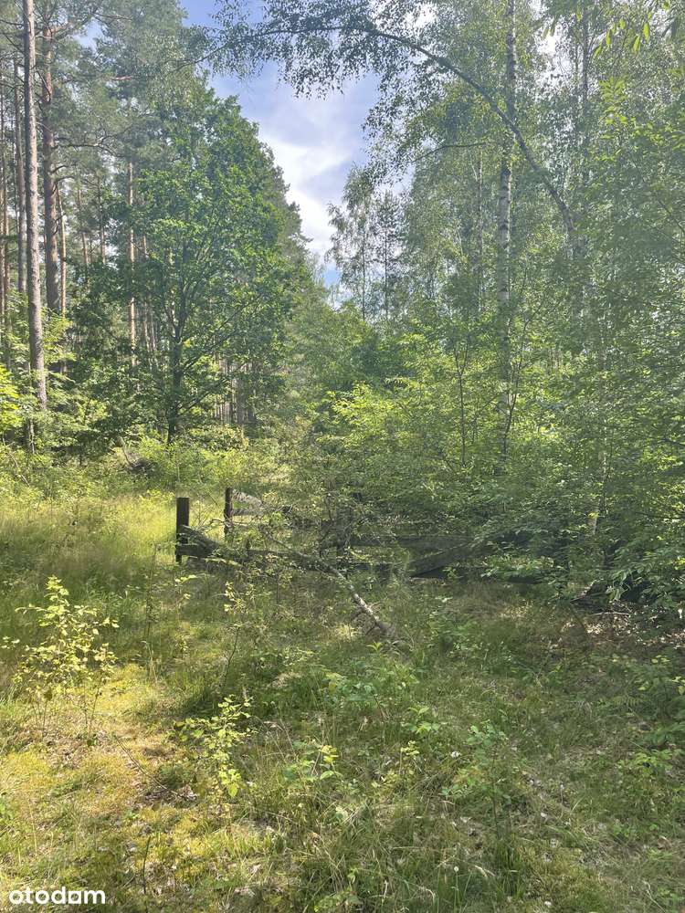 OSTATNIE DZIAŁKI PRZY KOŃCU ULICY, PROSTO PRZY LESIE! Bez pośredników - Pełny obrazek: 3/6