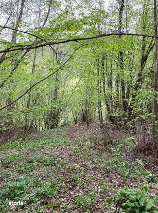 Oportunitate Teren extravilan 4000mp , Zona Baisoara - Imagine principală: 4/5