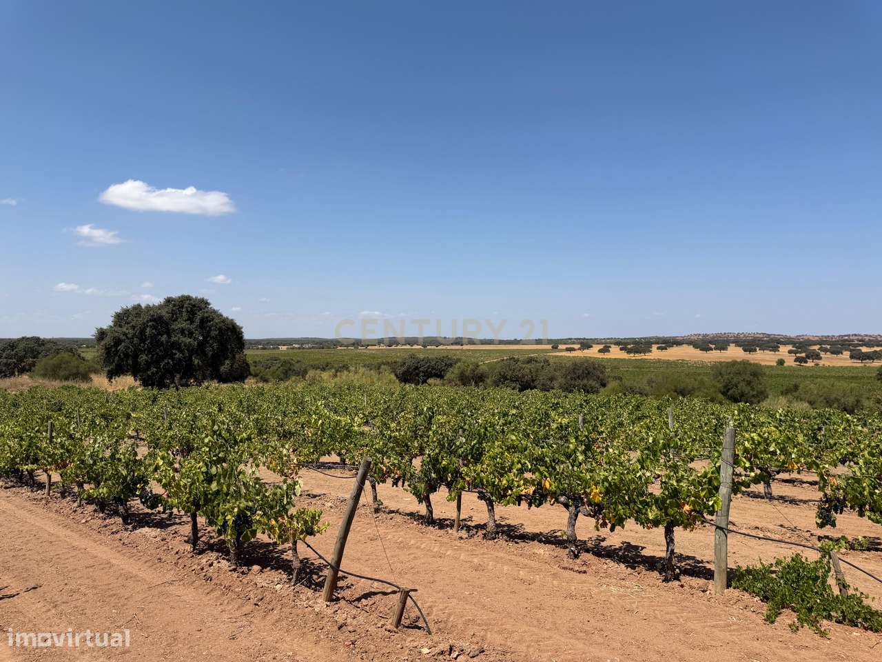 Herdade de Pandeira, Vinha e Olival em Produção em Reguengos de Monsar-3