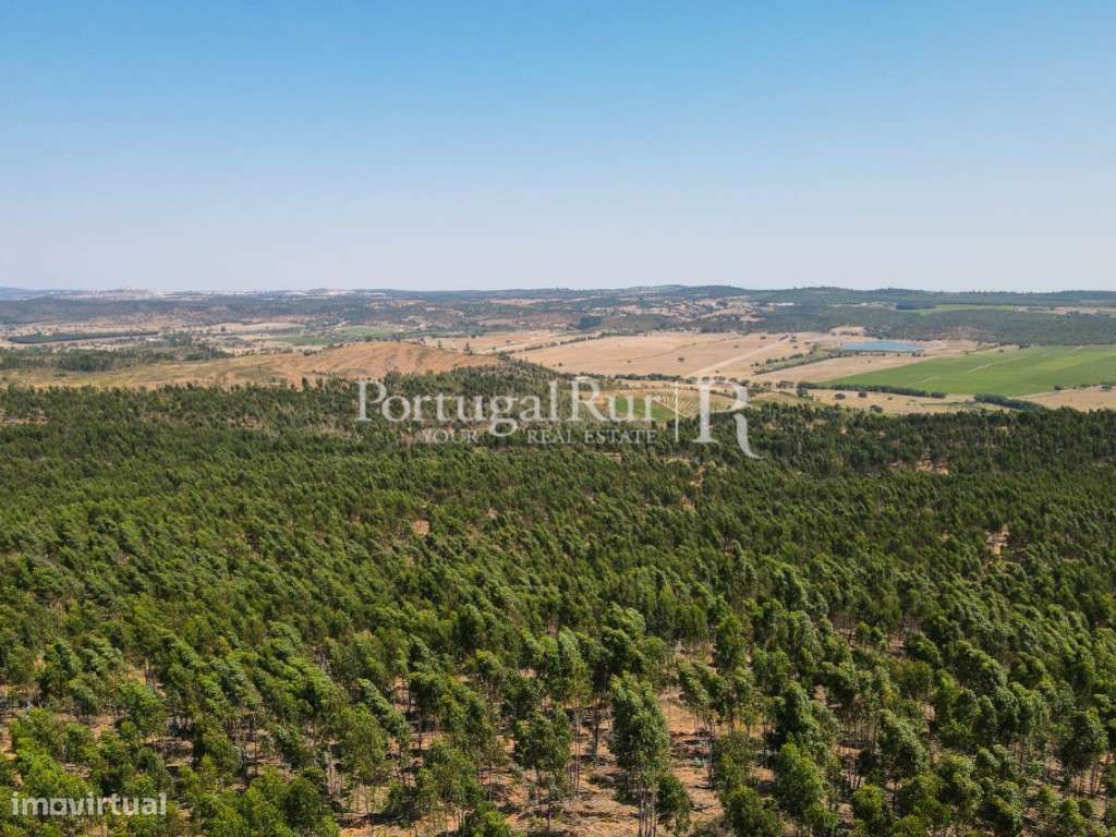 Herdade com eucaliptal em crescimento na zona de Estremoz - Grande imagem: 5/39