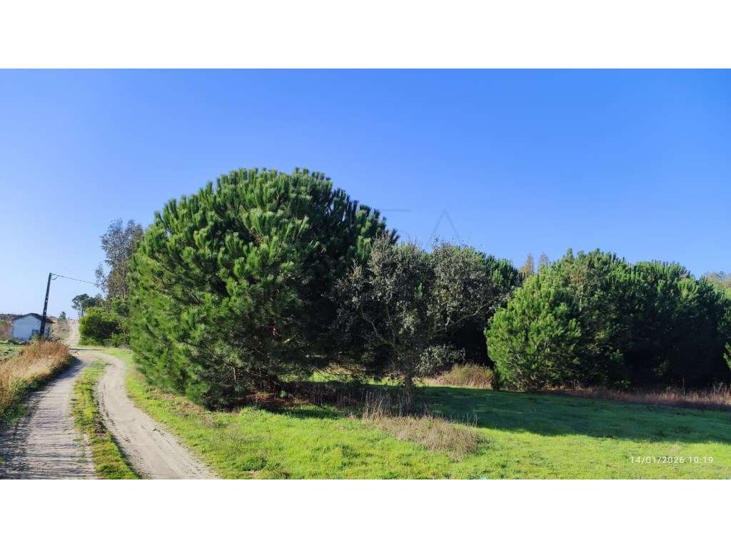 Terreno Exclusivo em Pegões (Fora da RAN) - 4,35 Hectares - Grande imagem: 4/9