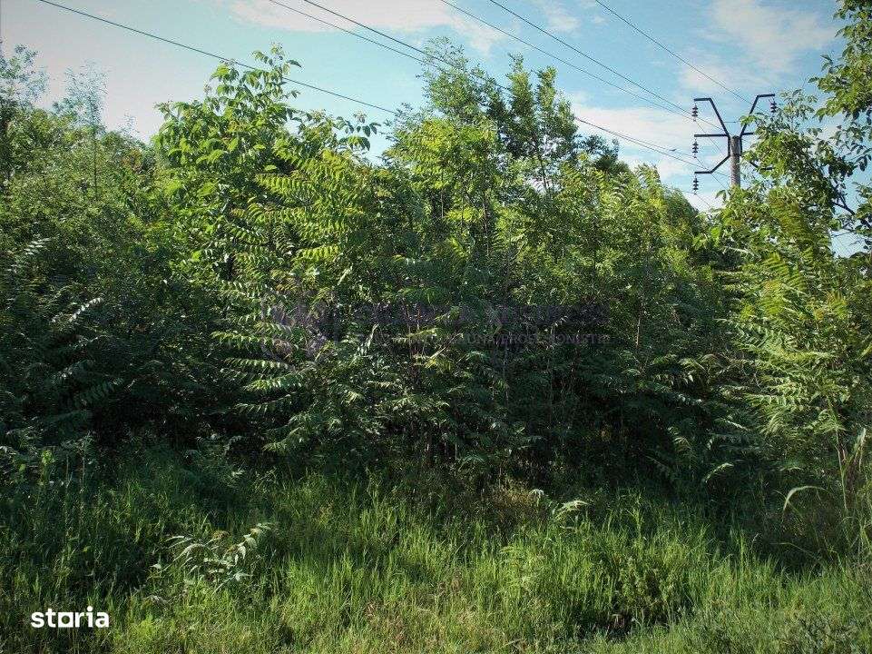 LAZU - Teren intravilan 1500 mp, cu deschidere la DN39! - Imagine principală: 4/9