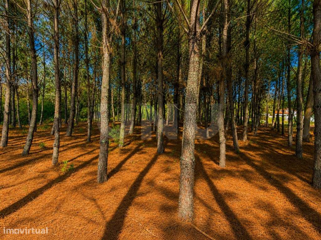 Terreno Rústico com 3.500 m2 - Rua do Cabeço | Bustos, Oliveira do ...-6