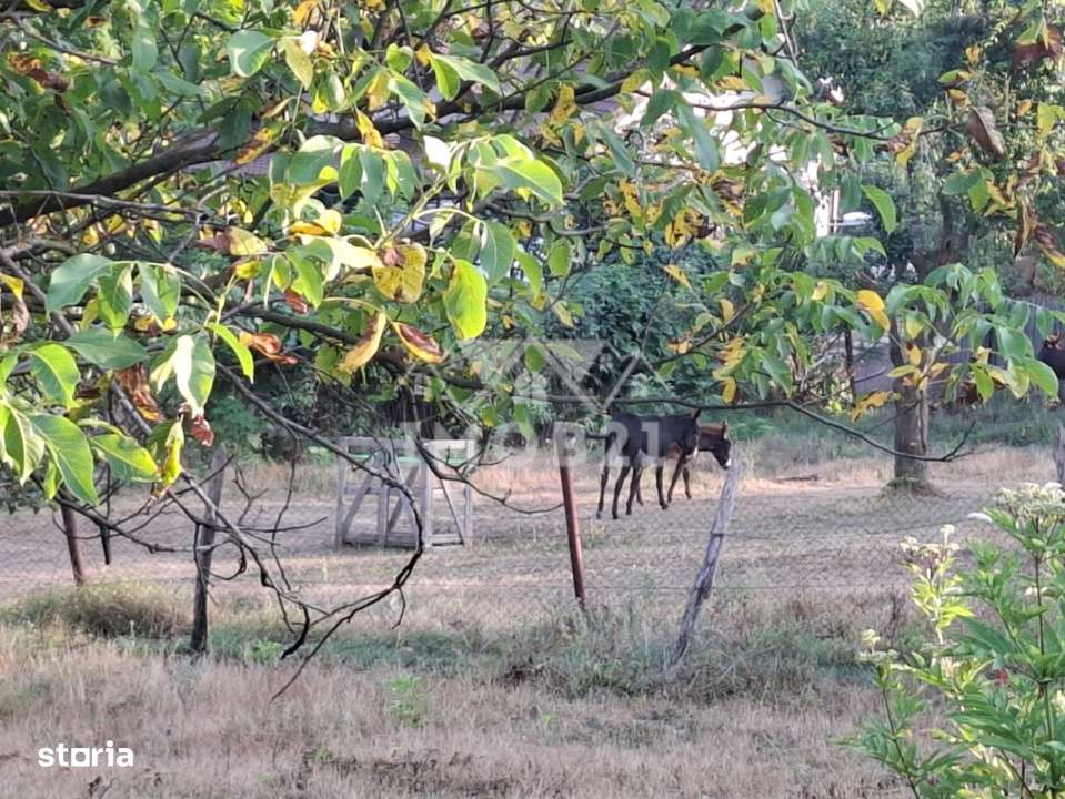 Teren spectaculos cu padure, livada si priveliste panoramica in Soimar-5