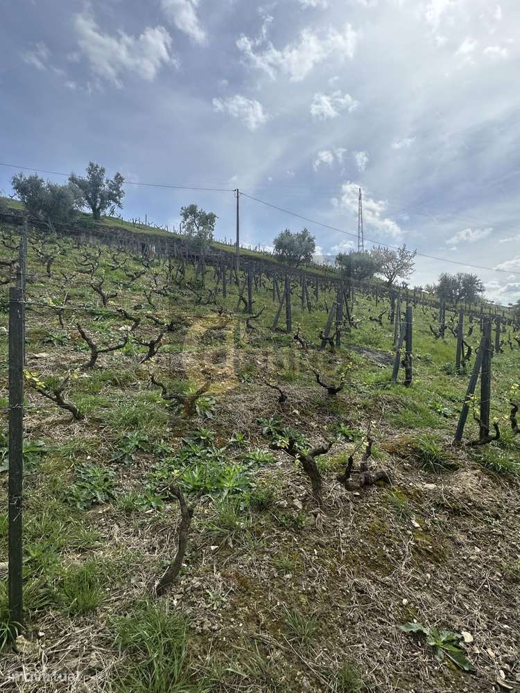 Quinta Brasonada no Douro Superior-16