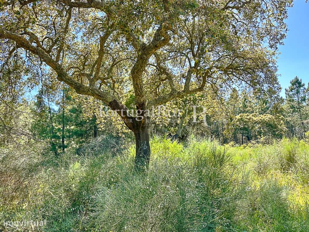 Quinta do Ponsulinho com 9,7 Hectares - Grande imagem: 4/13