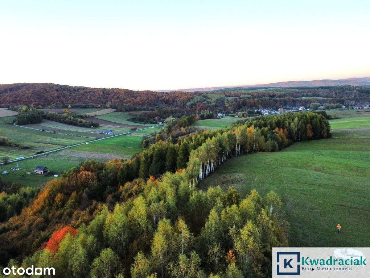 Duże działki leśne w m. Wolica - Pełny obrazek: 5/7