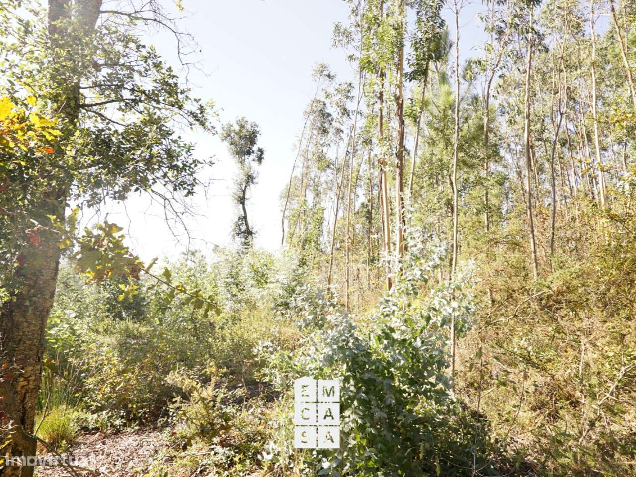 Terreno  Venda em Oliveira de Azeméis, Santiago de Riba-Ul, Ul, Macinh - Grande imagem: 5/9