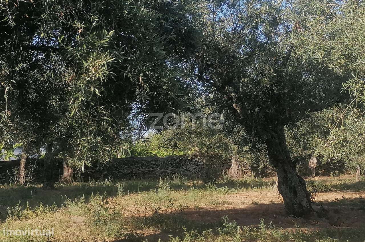 Terreno Agrícola com Rentabilidade (Olival, Amendoeiras) em Trevões - Grande imagem: 5/15