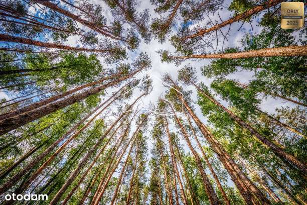 Malowniczo położony las niedaleko jeziora!-0