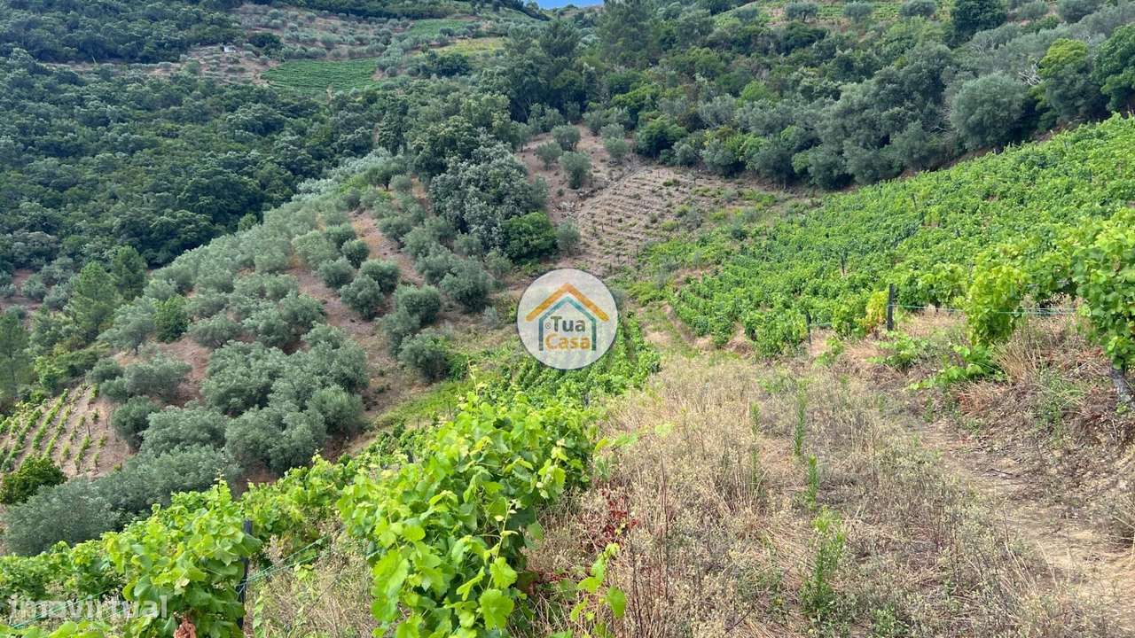 Terreno Rústico com 9300m2 Cultivo de Vinha em Fornos de Andrães, Vila - Grande imagem: 5/16
