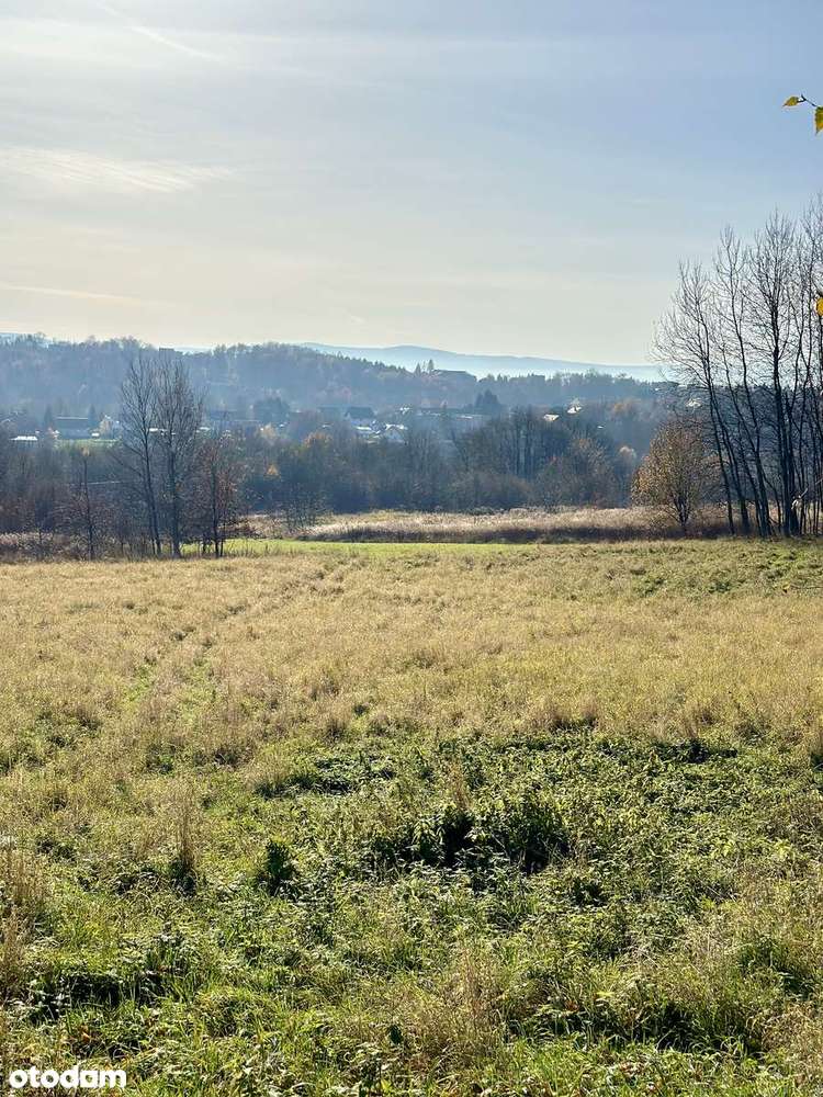 Działka widokowa pod miastem w otulinie lasu - Pełny obrazek: 4/4