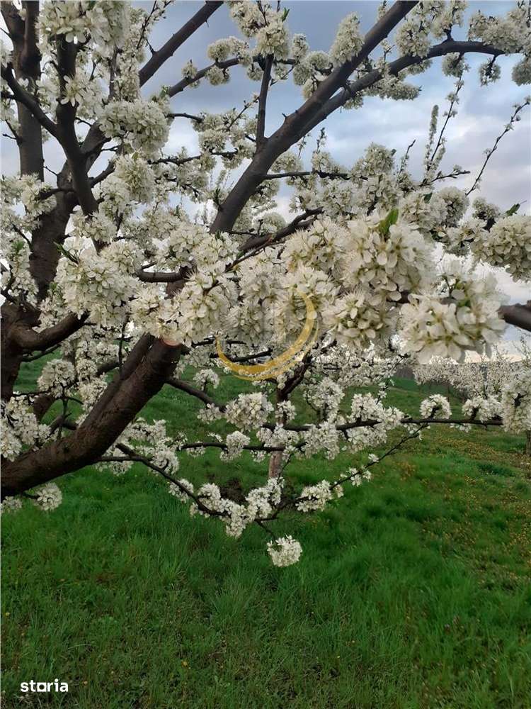 De vanzare Casuta bunicii-0