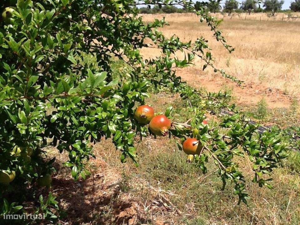 Herdade Mourão 80,44 ha banhada pelas águas do Alqueva-15