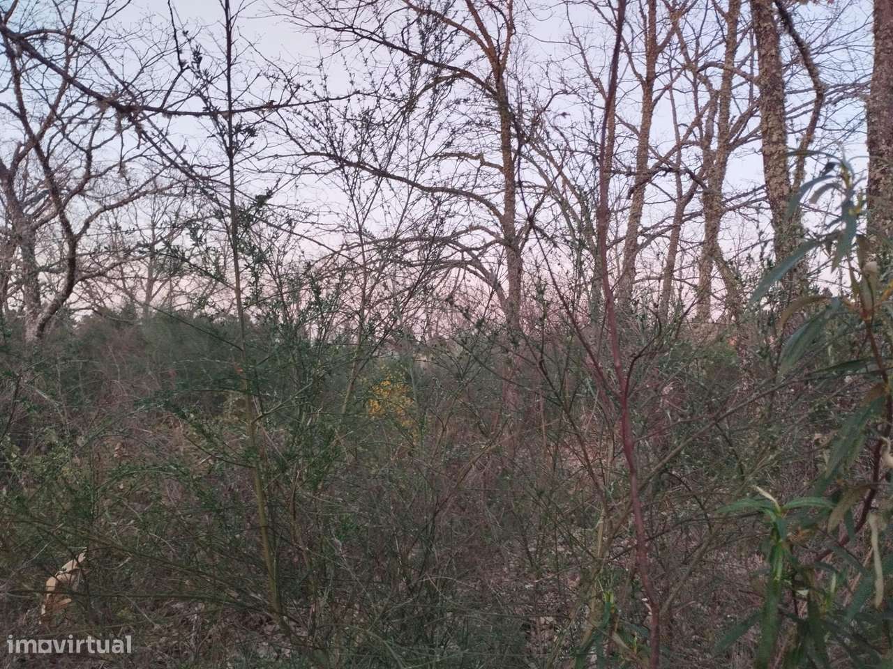 Terreno rustico em Dominga loba Peraboa-8