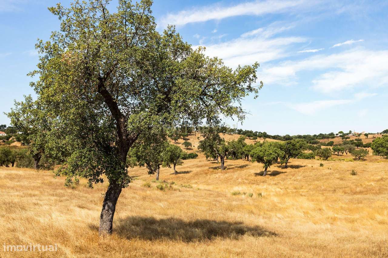 Monte Alentejano com 45 Hectares e Infraestruturas Agrícolas-14