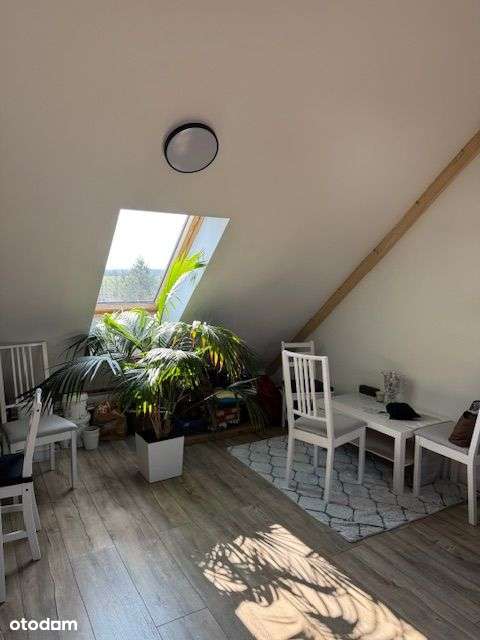 Bory Tucholskie z dojściem do Jeziora Cekcyńskiego - Pełny obrazek: 5/17