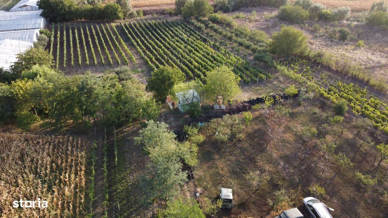 Teren intravilan Tecuci/Podgorie si Pomi Fructiferi/5000 mp - Imagine principală: 1/14