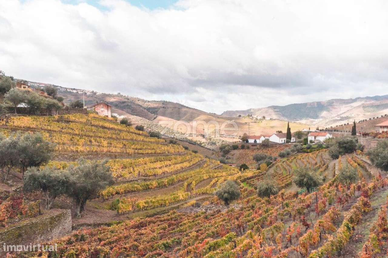 Casa Senhorial no Douro em Ervedosa - Casa do Pinhal - Grande imagem: 1/60