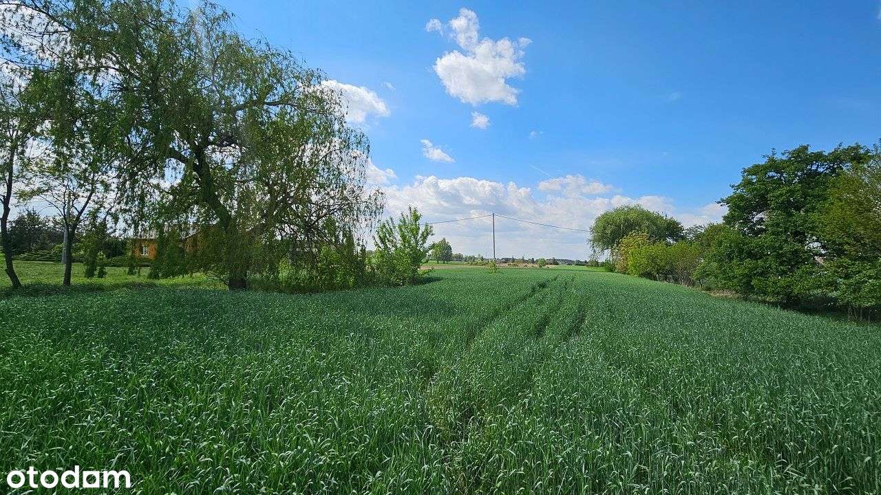 Siedlisko z potencjałem – Piotrków Kujawski, możliwość podziału-15