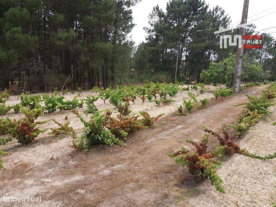 Quinta em Coruche c/ 34000m2 - Grande imagem: 2/10