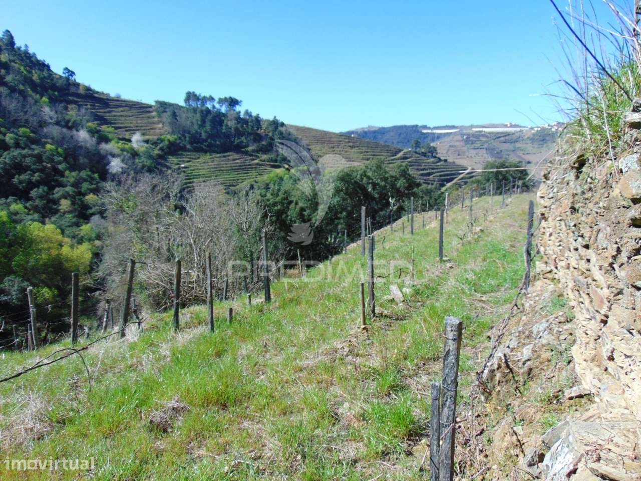 Propriedade c/ Vinha e Olival em Abaças / Vila Real - Grande imagem: 5/40